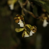 Trichoglottis quadriga Atthan., C.Bandara, Peiris & Kumar